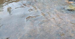 Chácara Rio Capivari 10.000 m²